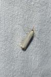 Agriphila straminella