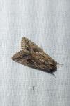 Trichoplusia ni
