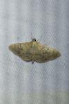 Patania ruralis