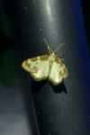 Lomaspilis marginata