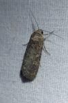 Spodoptera exigua