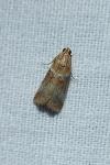 Acrobasis tumidana