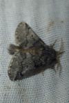 Thaumetopoea processionea