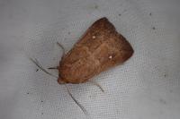 Mythimna albipuncta