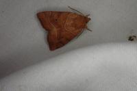 Cosmia trapezina