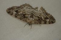 Alcis repandata