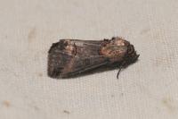 Abrostola triplasia
