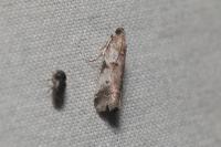Acrobasis glaucella/fallouella