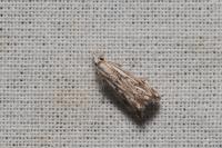 Catoptria falsella