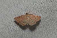 Psammotis pulveralis