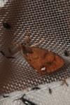 Orgyia antiqua