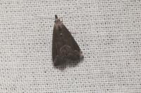 Schrankia costaestrigalis