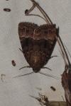 Amphipyra pyramidea