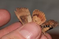 Amphipyra pyramidea