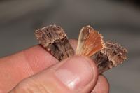Amphipyra pyramidea