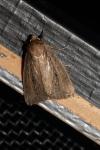 Archanara dissoluta