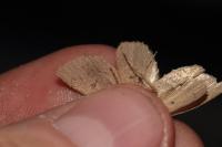 Archanara dissoluta