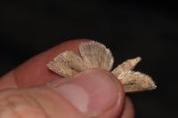 Archanara dissoluta