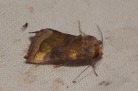 Diachrysia chrysitis
