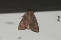 Lacanobia suasa