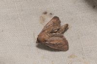 Lenisa geminipuncta