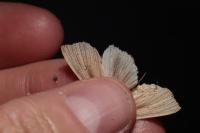 Mythimna straminea