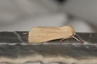 Mythimna pallens