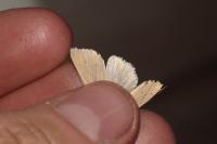 Mythimna pallens