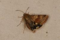 Heliothis viriplaca