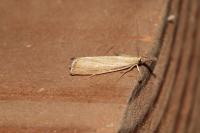 Agriphila straminella