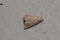 Calamotropha paludella