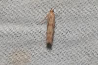 Homoeosoma sinuella