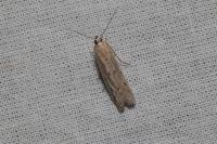 Phycitodes