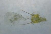 Epischnia asteris