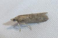 Epischnia asteris