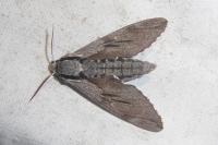 Hyloicus pinastri