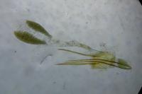 Phycitodes saxicola