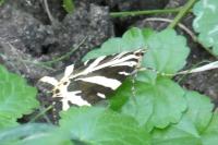 Euplagia quadripunctaria