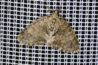Hydriomena impluviata impluviata