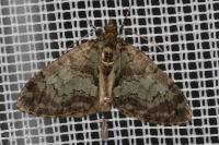 Hydriomena impluviata impluviata