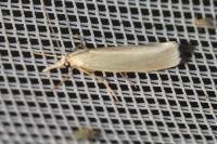 Crambus perlellus