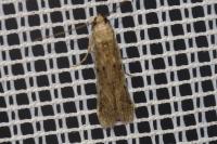 Phycitodes