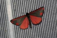 Tyria jacobaeae