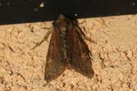 Apamea crenata