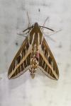 Hyles livornica