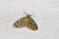 Acasis viretata