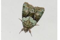 Cryphia algae
