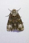 Craniophora ligustri