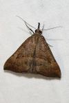 Hypena proboscidalis