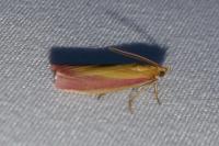 Oncocera semirubella